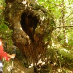 Castagno secolare a Cian du Fo